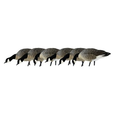 Appelants AXF LESSERS FEEDER PACK Outardes